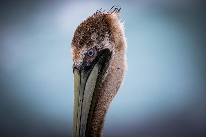 Supernova Observations